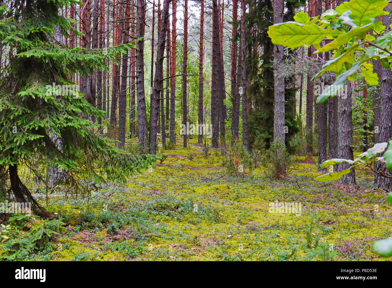 Wunderschone Natur In Einem Pinienwald Mit Einem Grunen Teppich