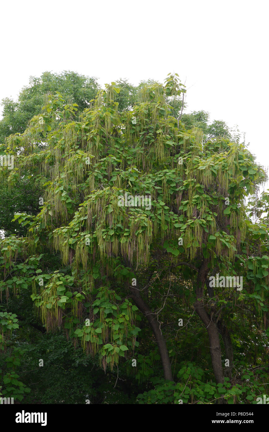 Üppige Krone eines großen mächtigen Baum mit ungewöhnlichen länglich grünen Blütenstände an Ästen. Für ihr Design Stockfoto