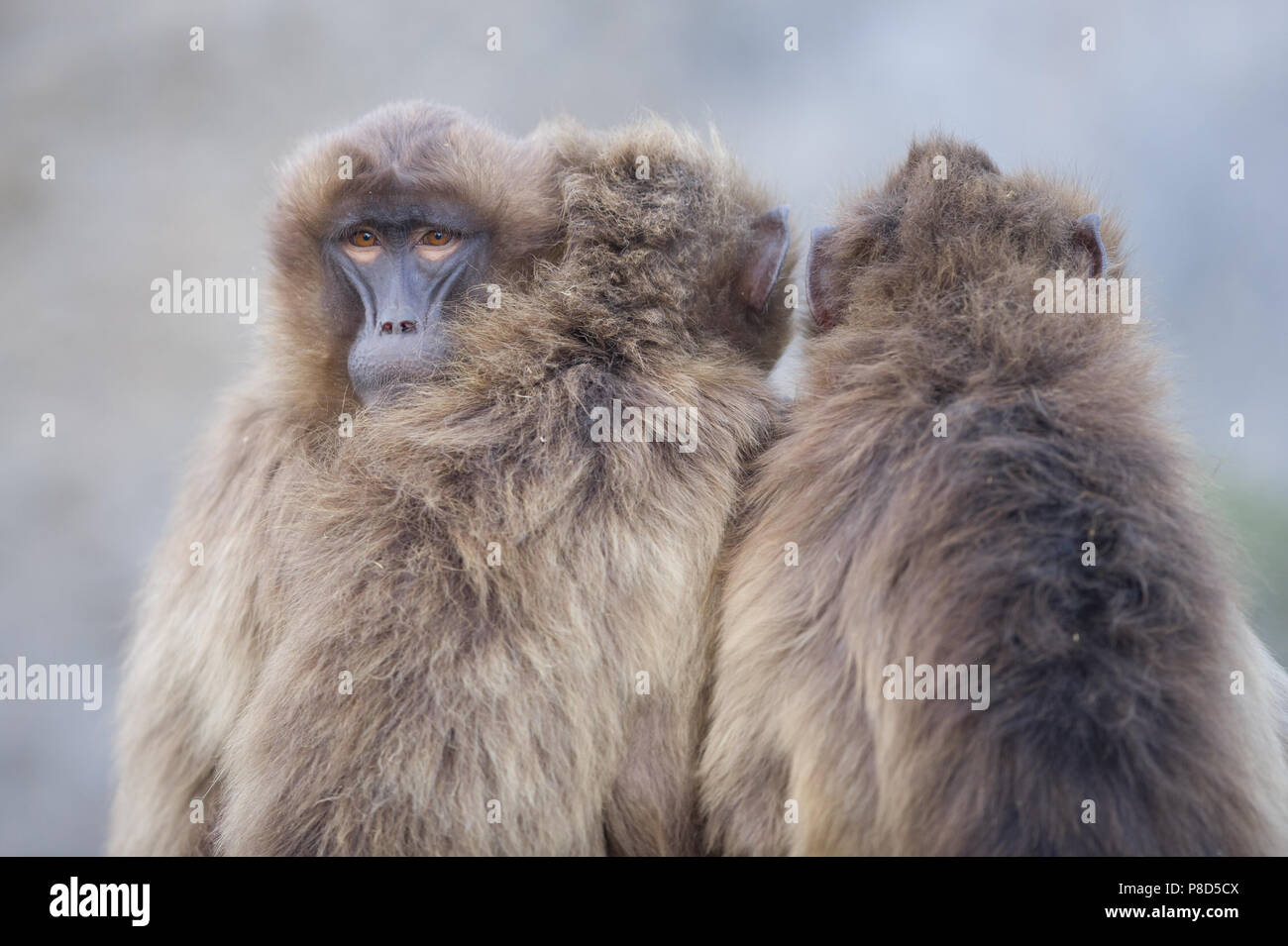 Gelada baboons von Äthiopien zusammen in Aktion Stockfoto