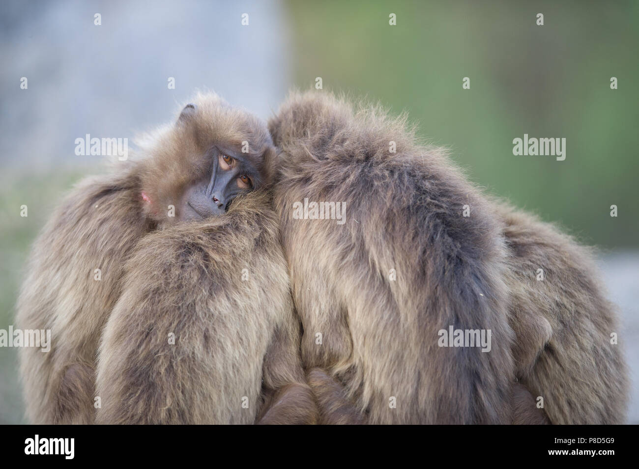 Gelada baboons von Äthiopien zusammen in Aktion Stockfoto