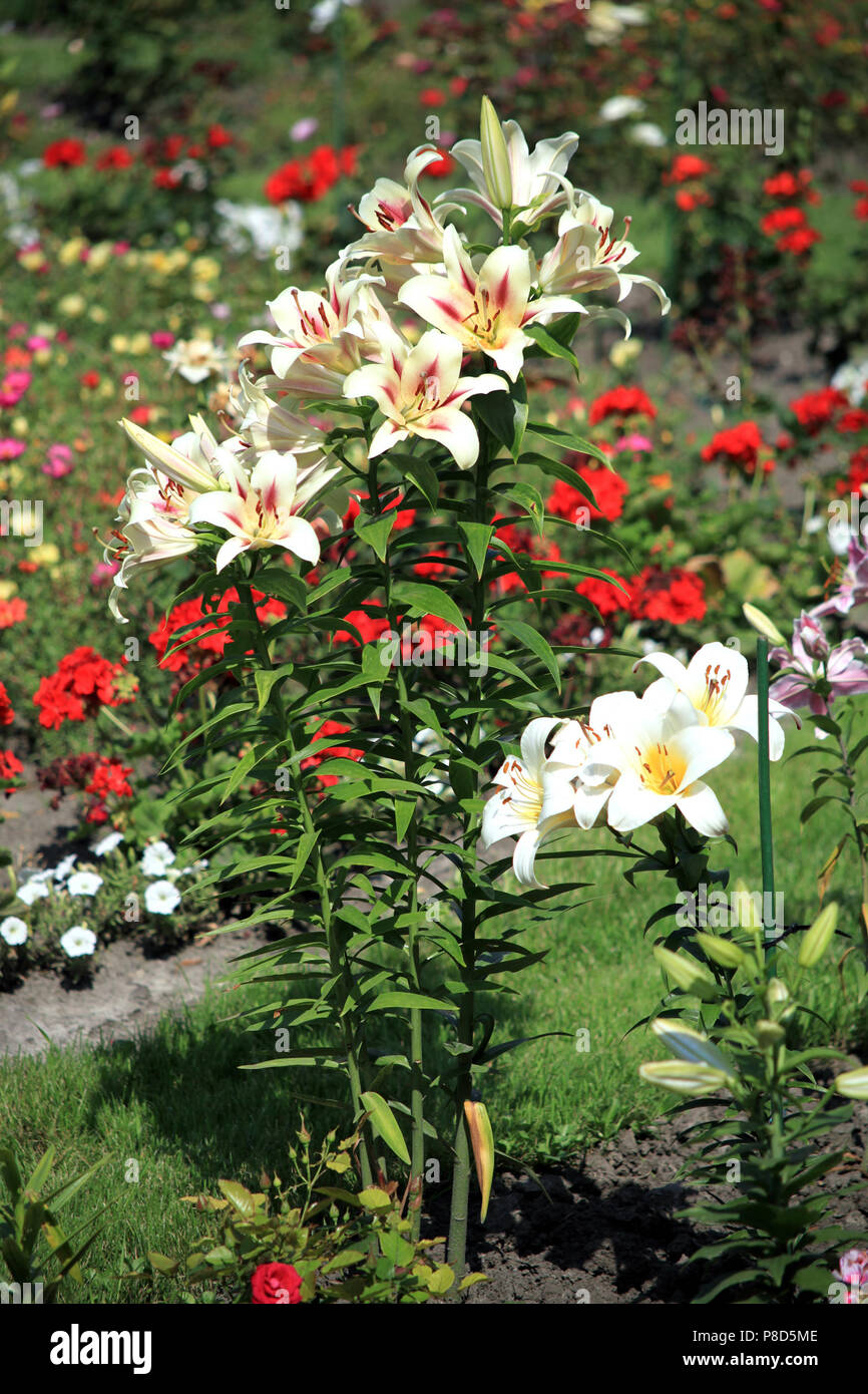 Weiße Lilien mit grünen Blättern und dünnen Stangen wächst im Garten auf dem Hintergrund von anderen, ebenso schönen Blumen. . Für ihr Design Stockfotografie