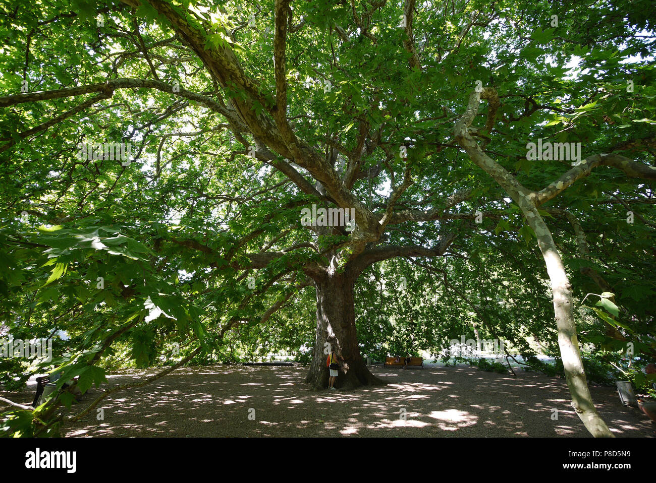Ein alter Baum mit einem üppigen Krone und geneigte Zweige geben einen großen Schatten und Menschen auf einer Bank unter Es ruht. . Für ihr Design Stockfoto