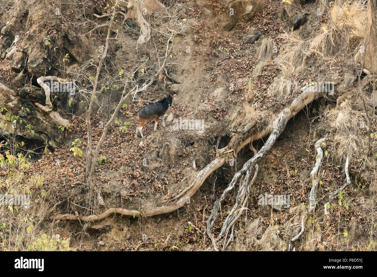 Die Sumatra serow ist wegen Lebensraumverlust und Jagd bedroht Stockfoto