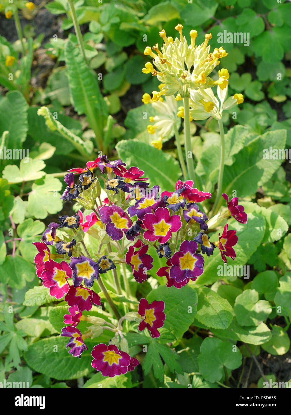 Blumen mit bunten Blüten und eine gelbe Mitte als etwas Ähnliches zu schönen Schmetterlinge. Für ihr Design Stockfoto