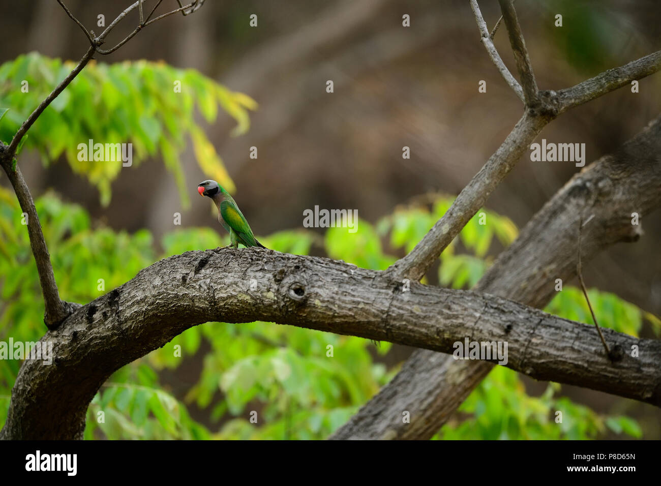Vögel im schönen Jim Corbett National Park, indische Tierwelt Tourismus mit indischen Vögel Stockfoto
