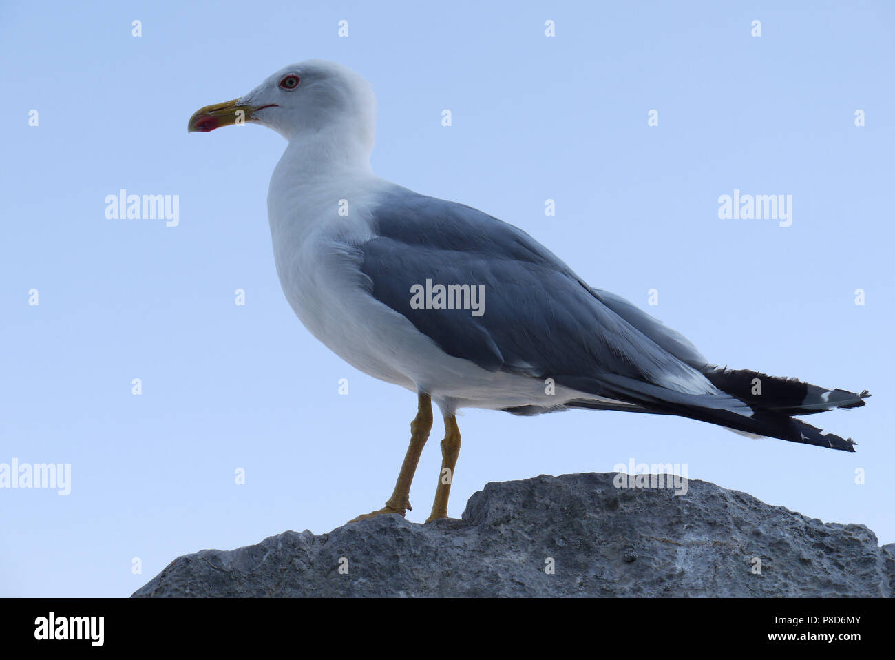 White Gull mit Grauen Flügeln auf einem Felsen auf dem Hintergrund des blauen Himmels. Für ihr Design Stockfoto