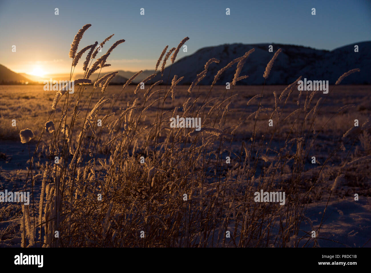 Gräser in den Rauhreif vor der Sonne bei Sonnenuntergang abgedeckt. National Elk Refuge, Wyoming Stockfoto