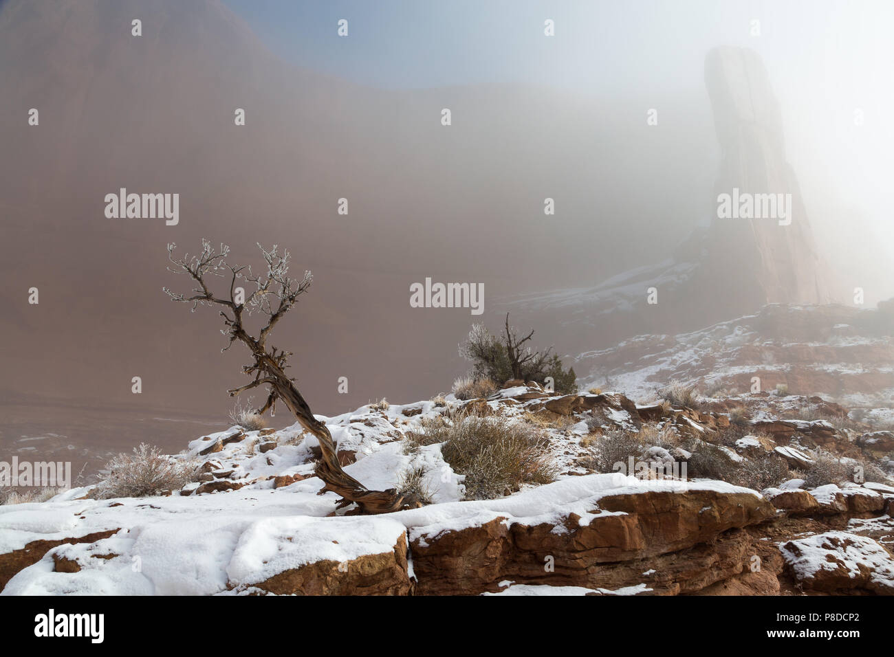 Lebenden und Toten Wacholder, die sich unter einem großen Sandstein Mauer in einer winterlichen Nebel entlang der Park Avenue Trail. Arches National Park, Utah Stockfoto