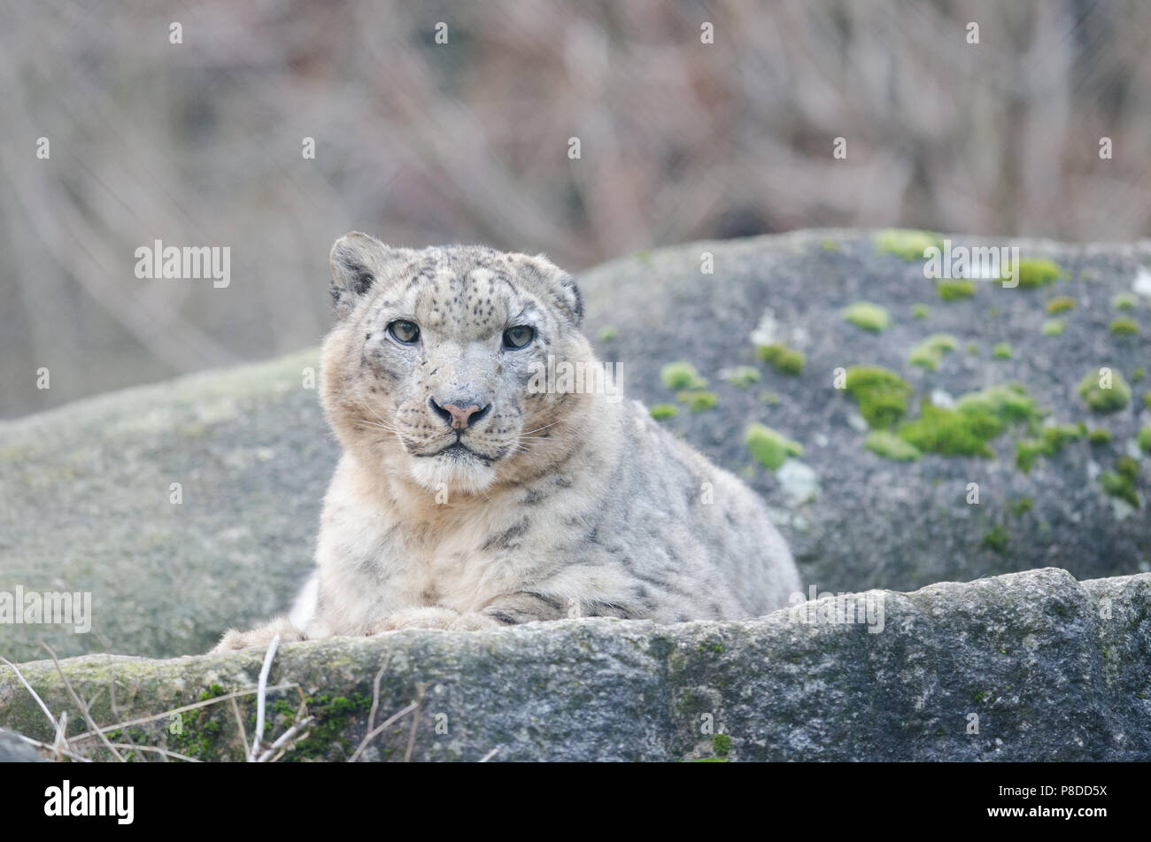 Snow Leopard ruht auf Felsen Stockfoto