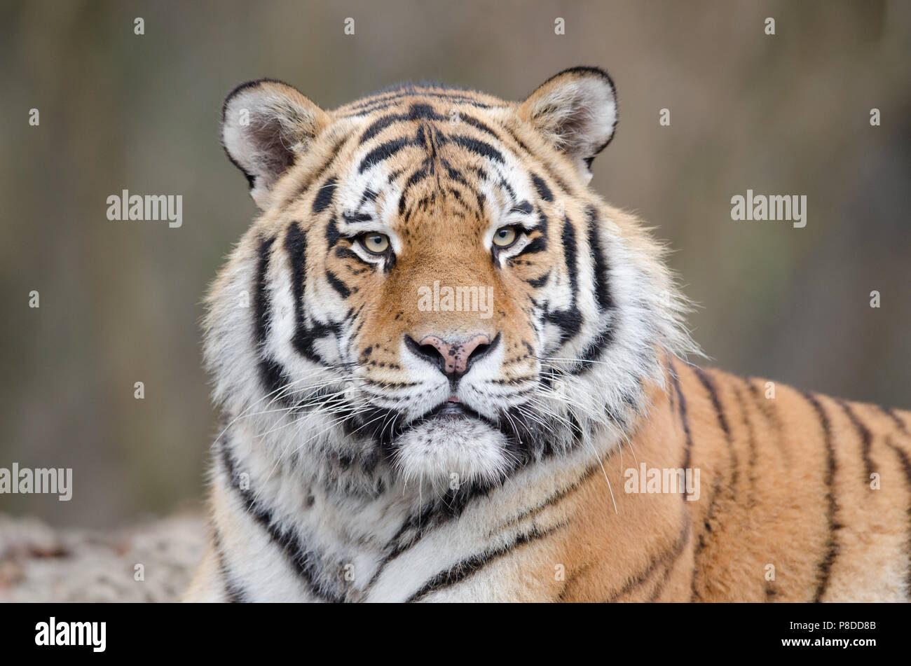 Sibirische Tiger, Nahaufnahme, Porträt Stockfoto