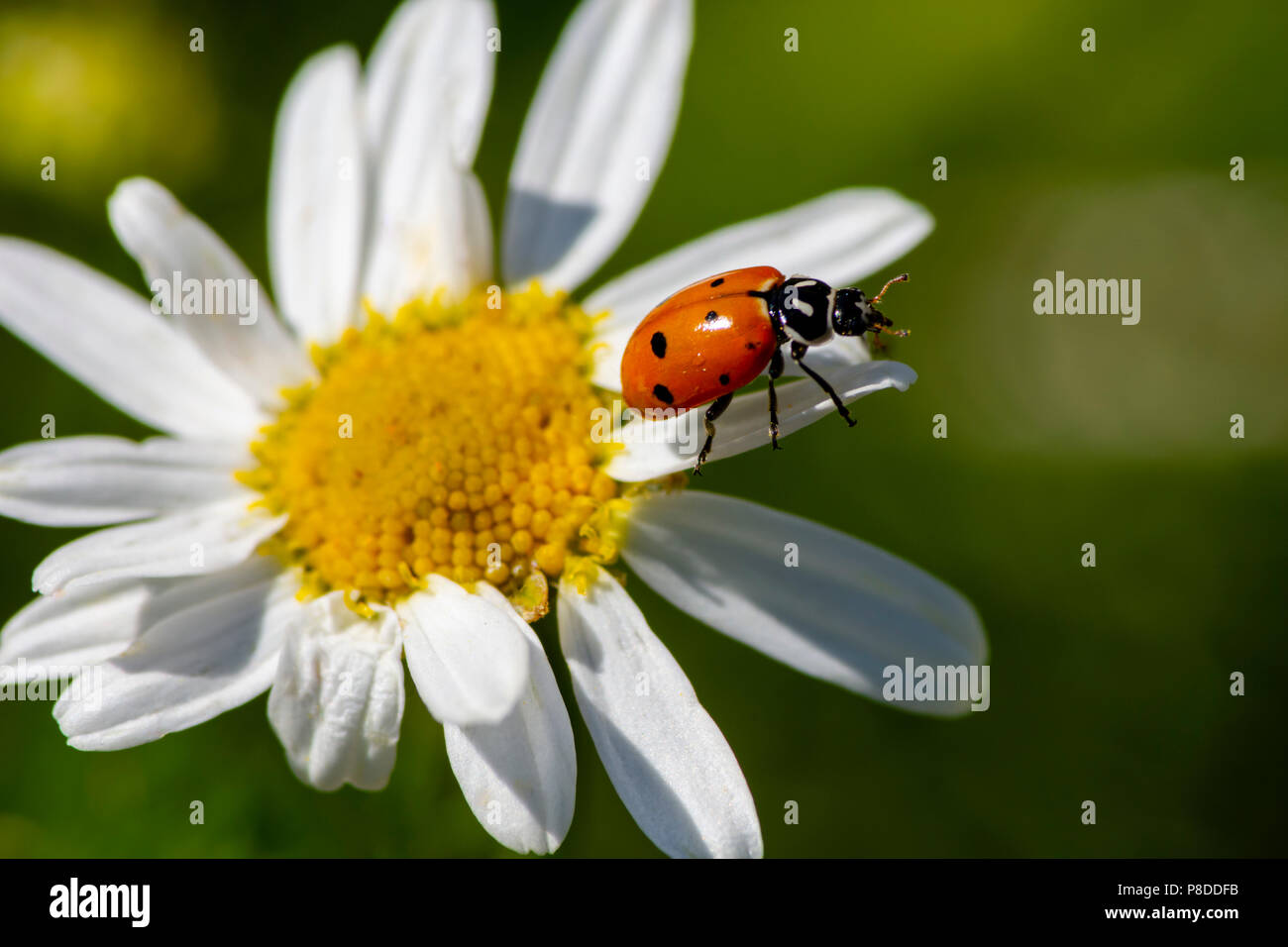 Konvergente Marienkäfer Käfer auf Daisy, Castle Rock Colorado USA. Stockfoto