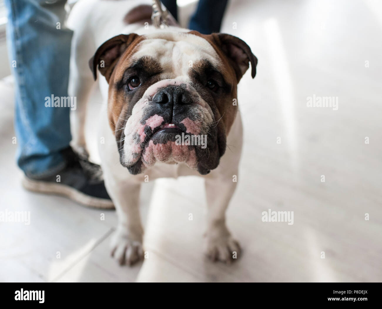 Englische Bulldogge an Dog Show, Moskau. Stockfoto