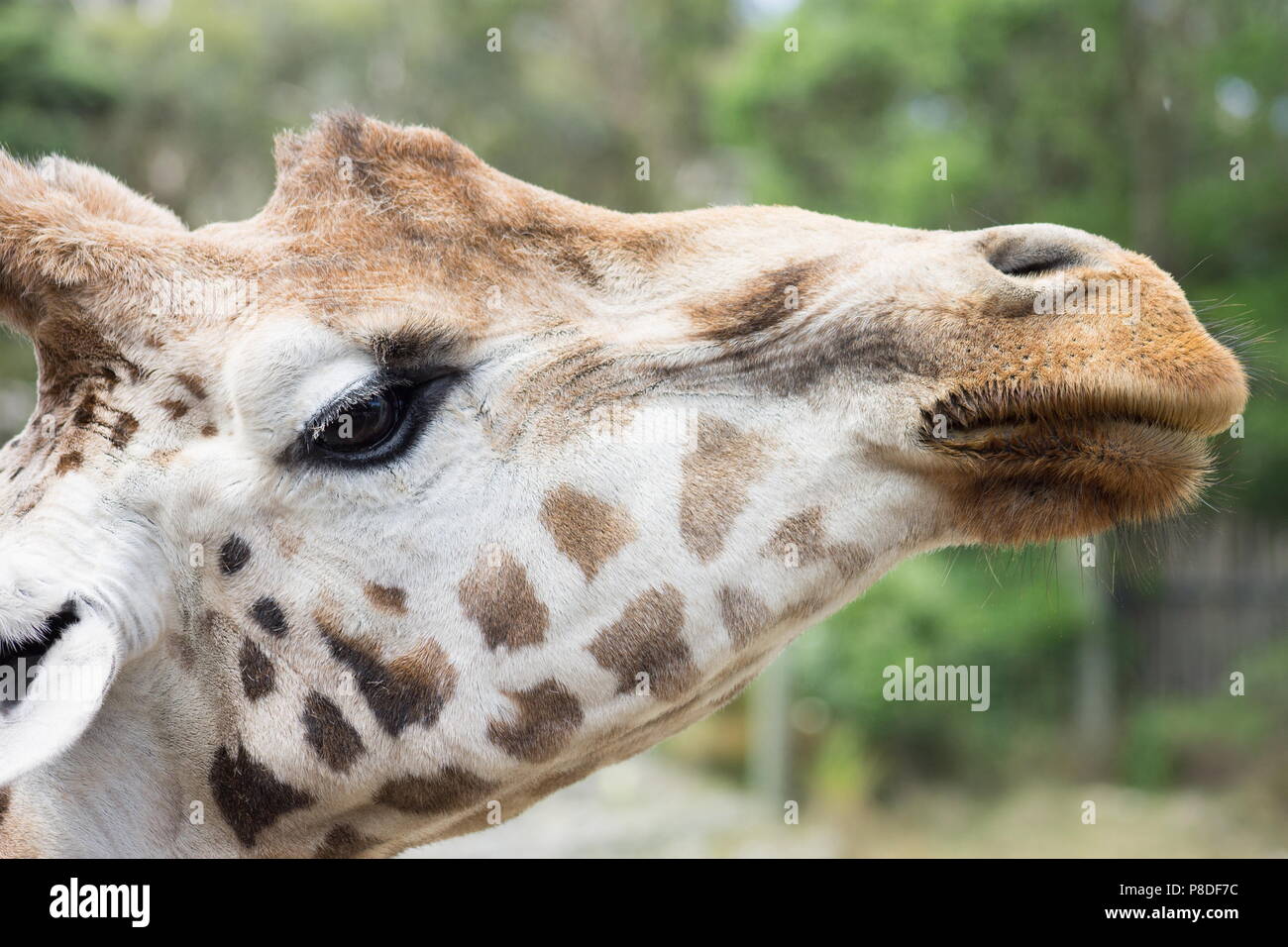 Nahaufnahme Seite Profil Bild einer Giraffe portrait Kopf schoss. Stockfoto