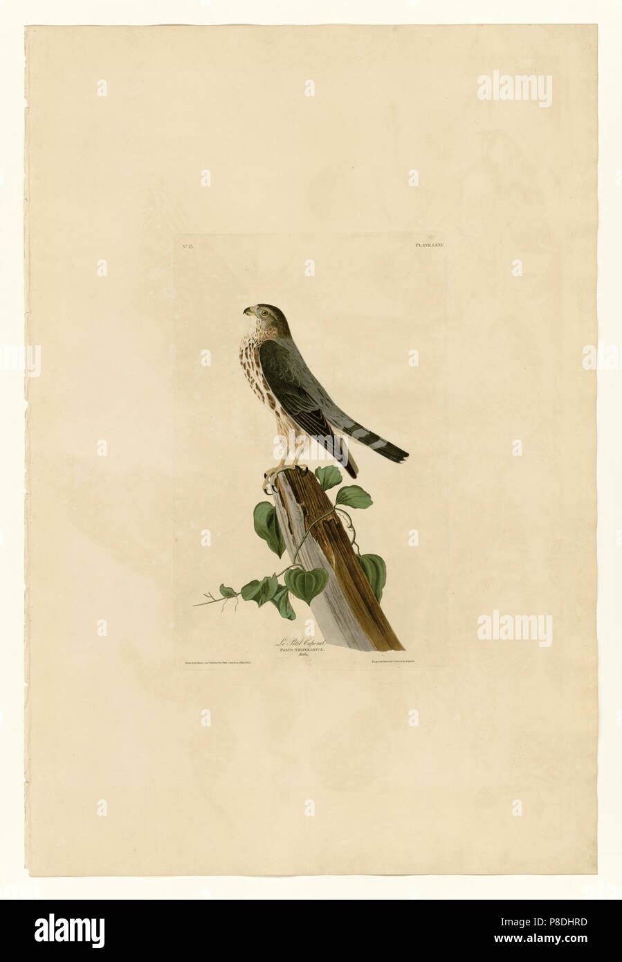 75 Le Petit Rinaldo. Stockfoto