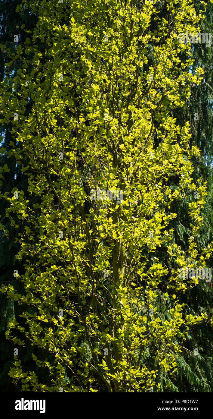 Helle grne Laubbaum Bltter gegen dunkle Evergreen confider Eibe gesehen  Stockfotografie - Alamy