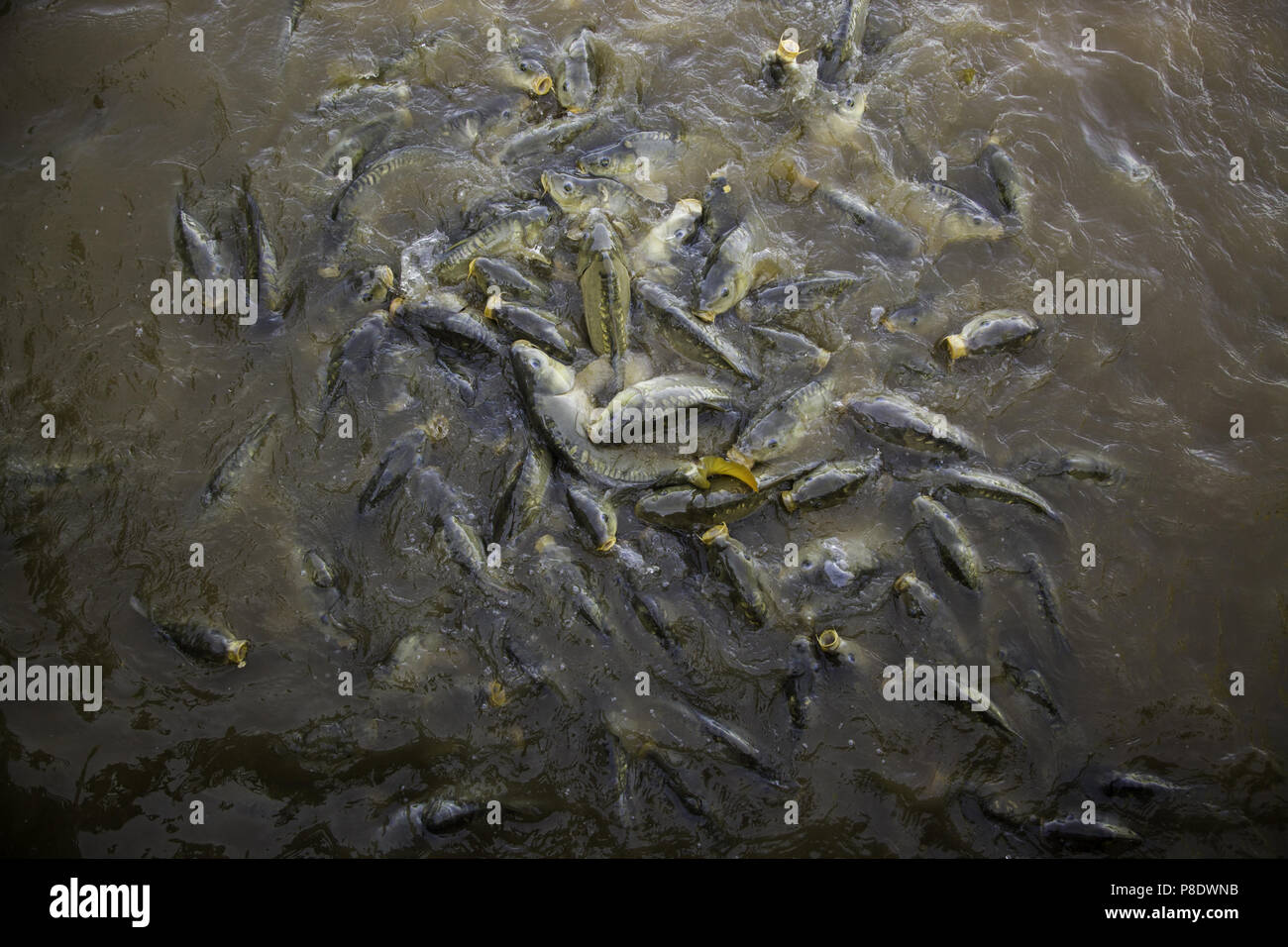 Viele Fische essen, wilden Fluss fischen, angeln Stockfoto