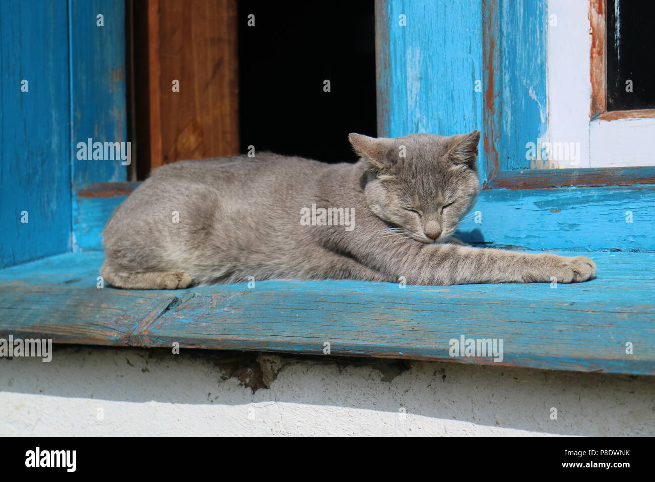 Ruhe Grau Cute Kitty Cat Stockfoto