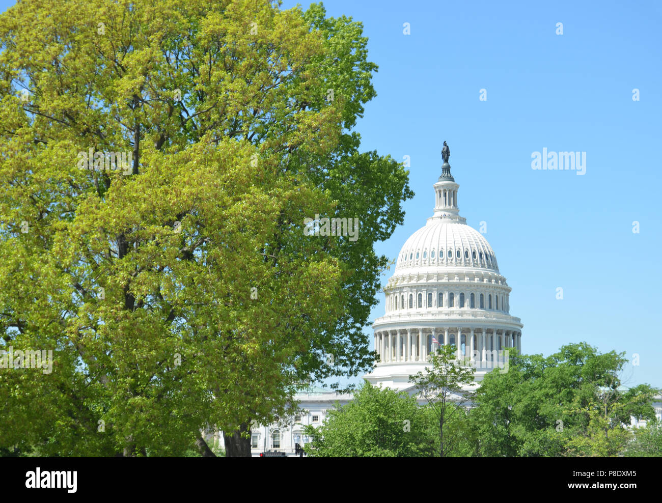 Capitol mit Bäumen Stockfoto