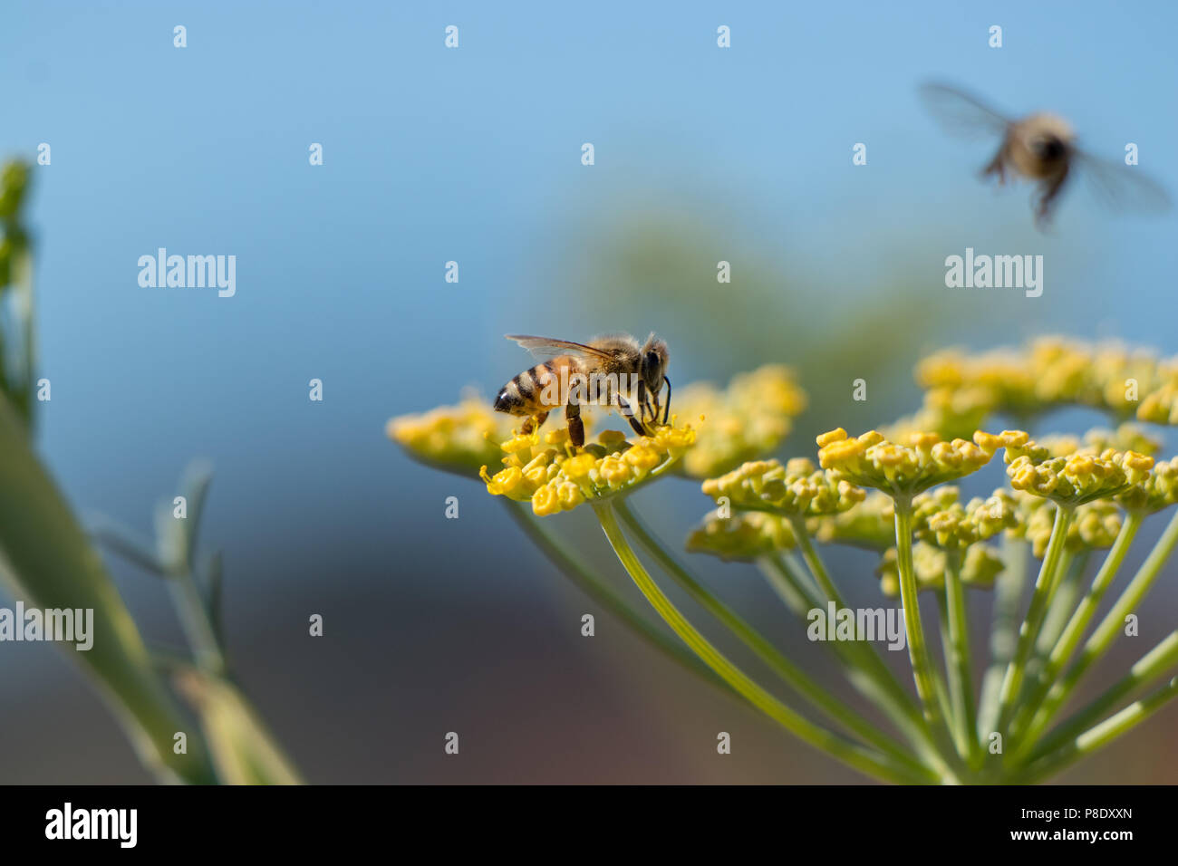 Honigbienen bestäuben Fenchelblüten. Stockfoto