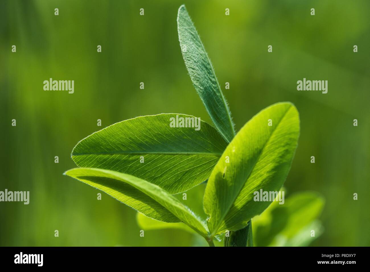 Nahaufnahme eines echten grünen Klee Blätter Stockfoto