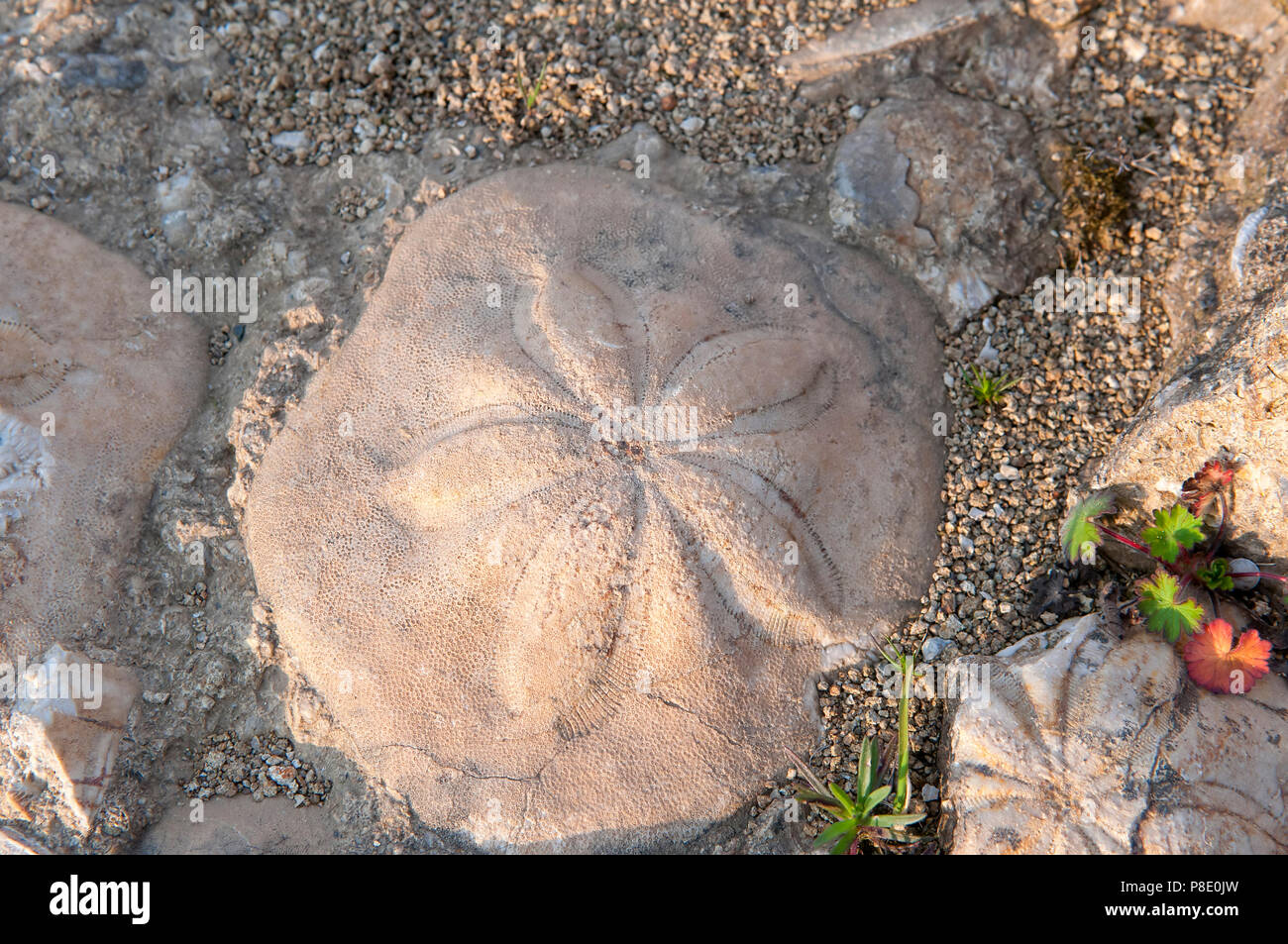 Fossile Muscheln am (Geopaleosito) archäologisches Zentrum von Paleo, Genoni, Sardinien, Italien Stockfoto