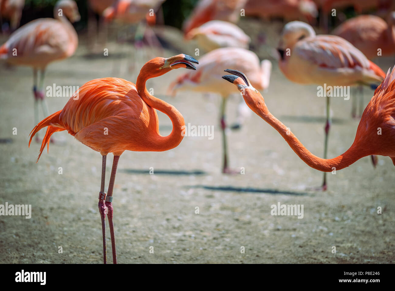 Zwei karibische Flamingos im Kampf Stockfoto