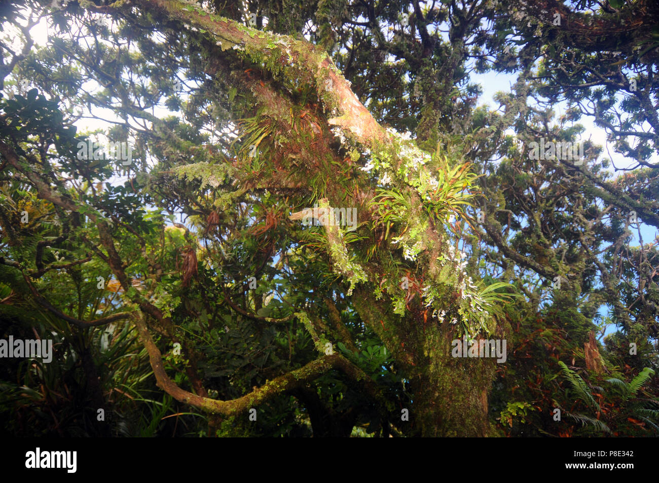 Cloud Wald voller Epiphyten auf dem Gipfel des Mount Gower, Lord Howe Island, NSW, Australien Stockfoto