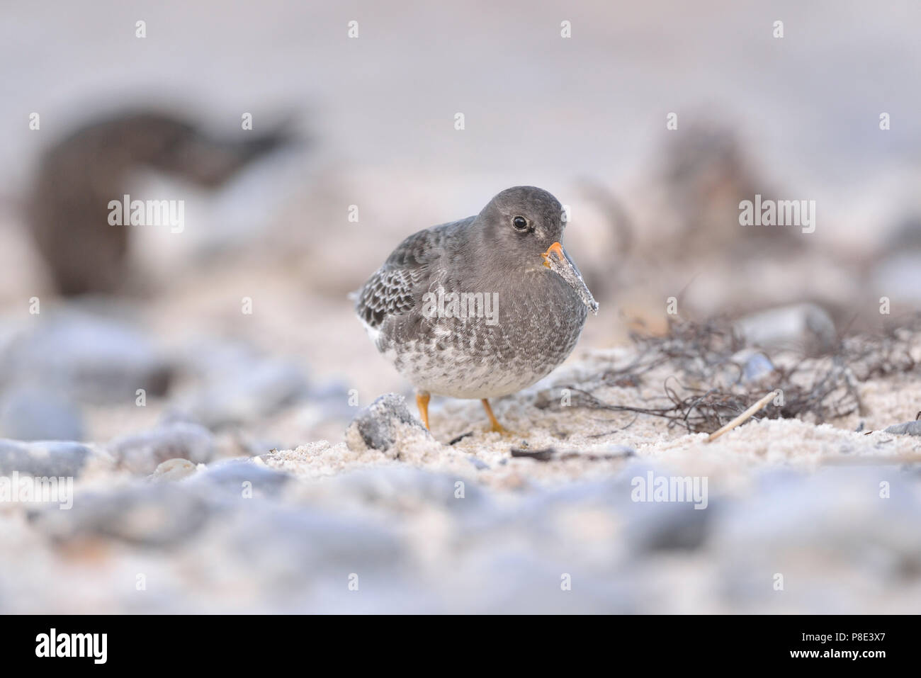 Meerstrandläufer (Calidris maritima) am Sandstrand für Lebensmittel, Insel Helgoland, Schleswig-Holstein, Deutschland Suche Stockfoto