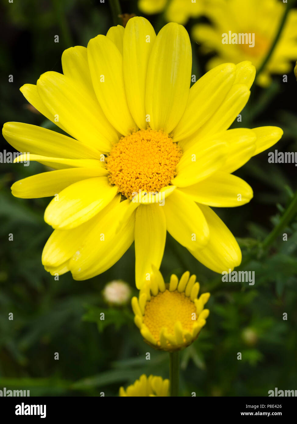 Gelb Sommer daisy Blüten der immergrünen, halb Hardy, sub Strauch, Argyranthemum frutescens 'Cornish Gold' Stockfoto