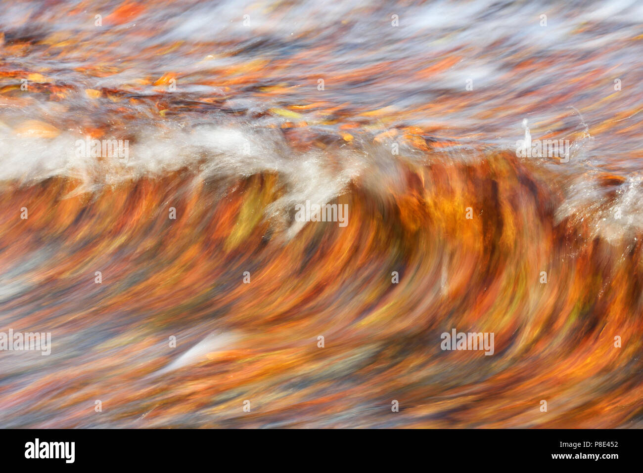 Bunte Blätter im Herbst schwimmen Sie in den Wellen der Ostsee nach einem Sturm, Insel Rügen, Mecklenburg-Vorpommern Stockfoto