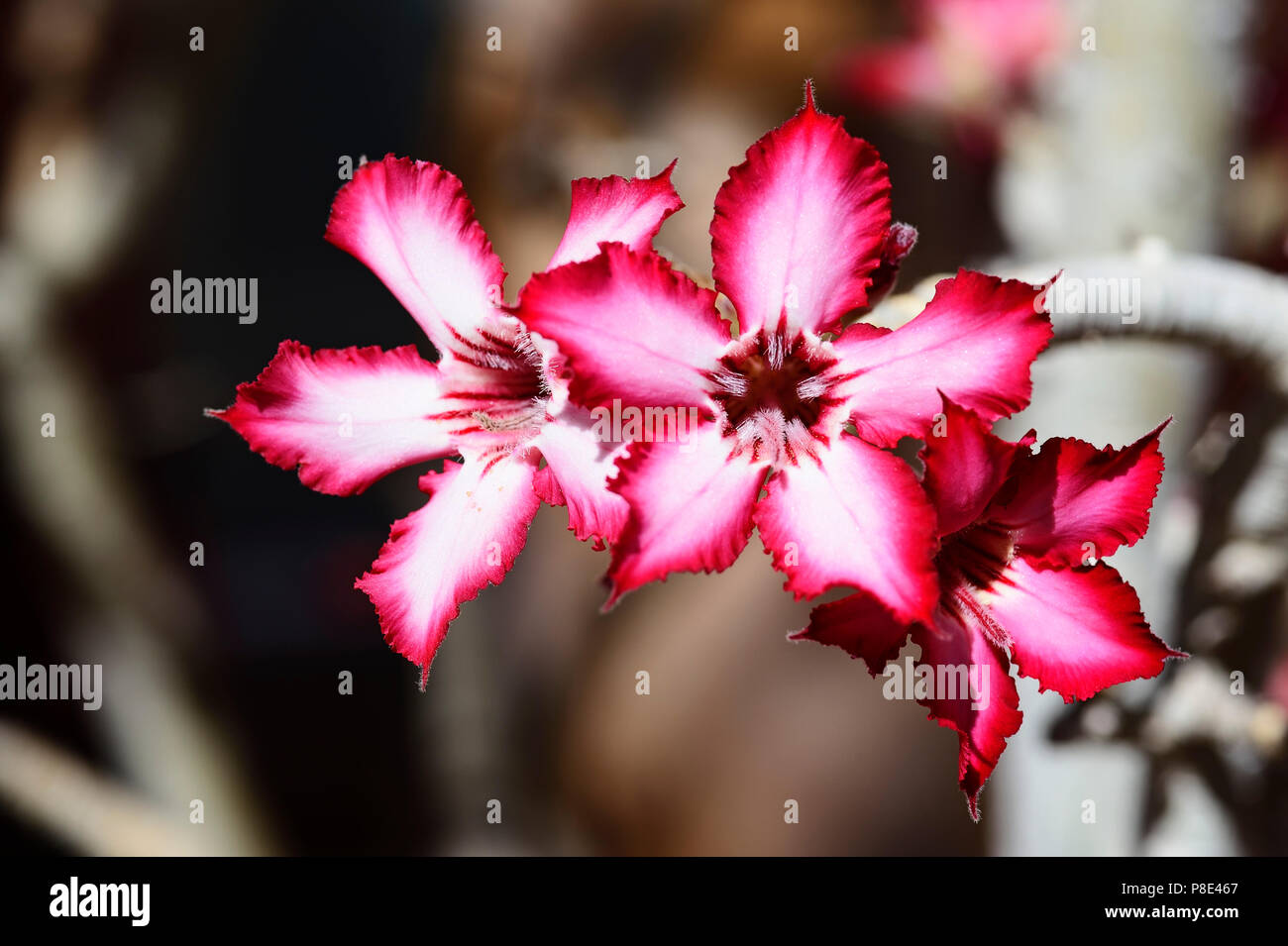 Impala Lily (adeniums Multiflorum), Blüte, Namibia Stockfoto