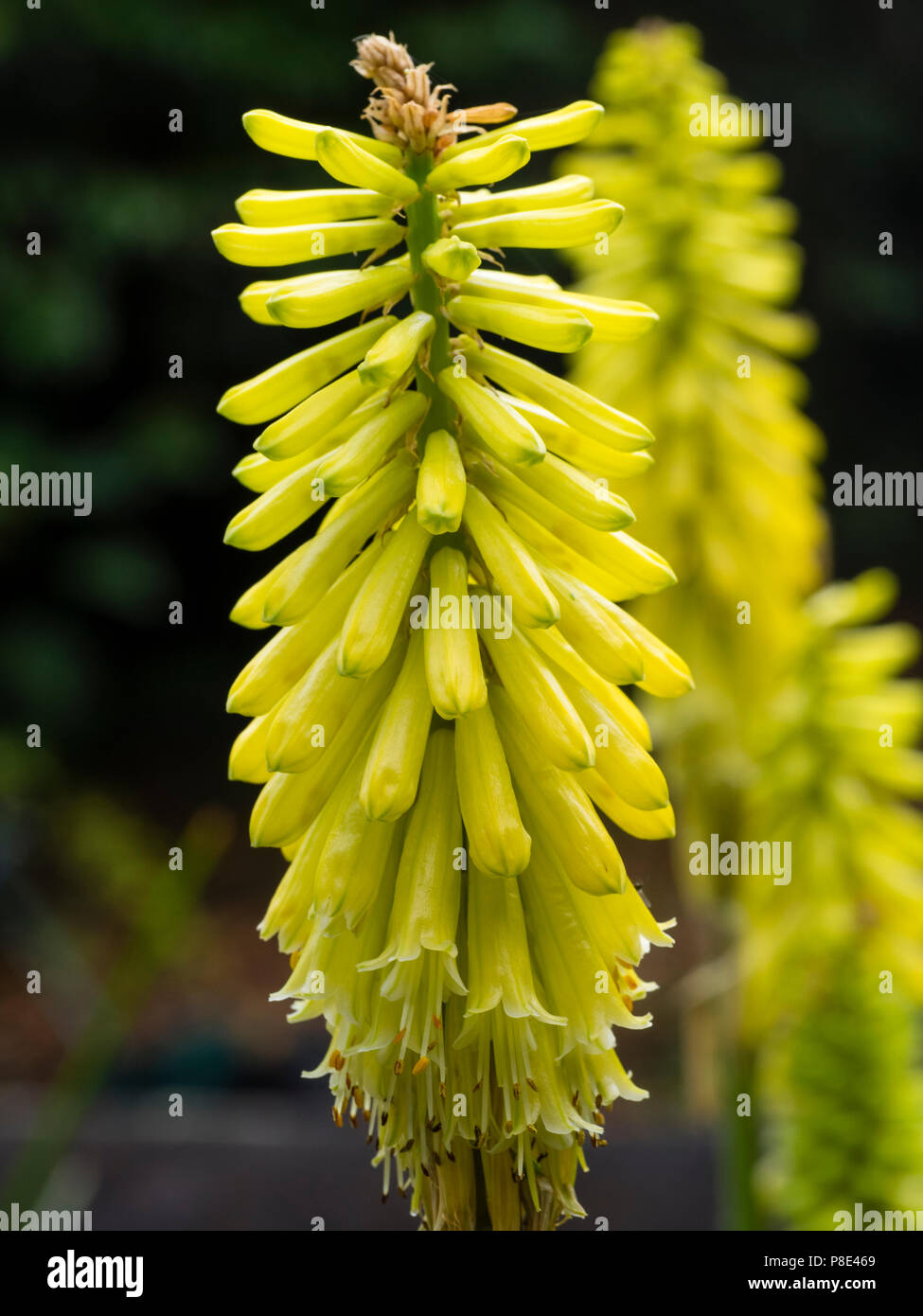 Gelbe Blumen in die Spitze der Sommer blühende Fackel Lily, Kniphofia 'Lemon Popsicle' Stockfoto