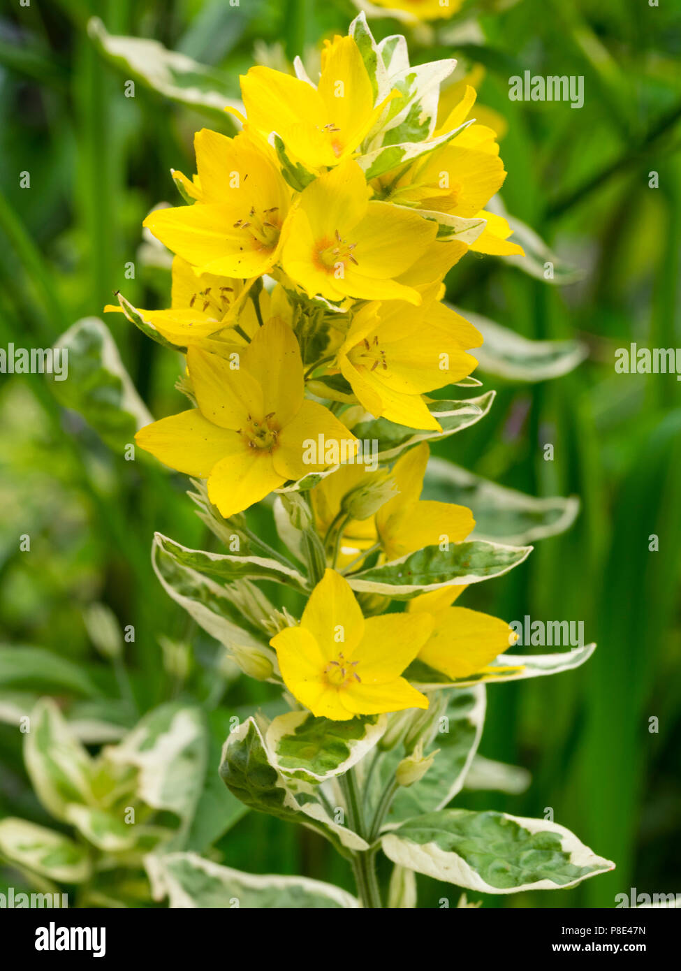 Leuchtend gelbe Sommerblumen das bunte Laub der Hardy beschmutzt Felberich ergänzen, Lysimachia punctata 'Alexander' Stockfoto