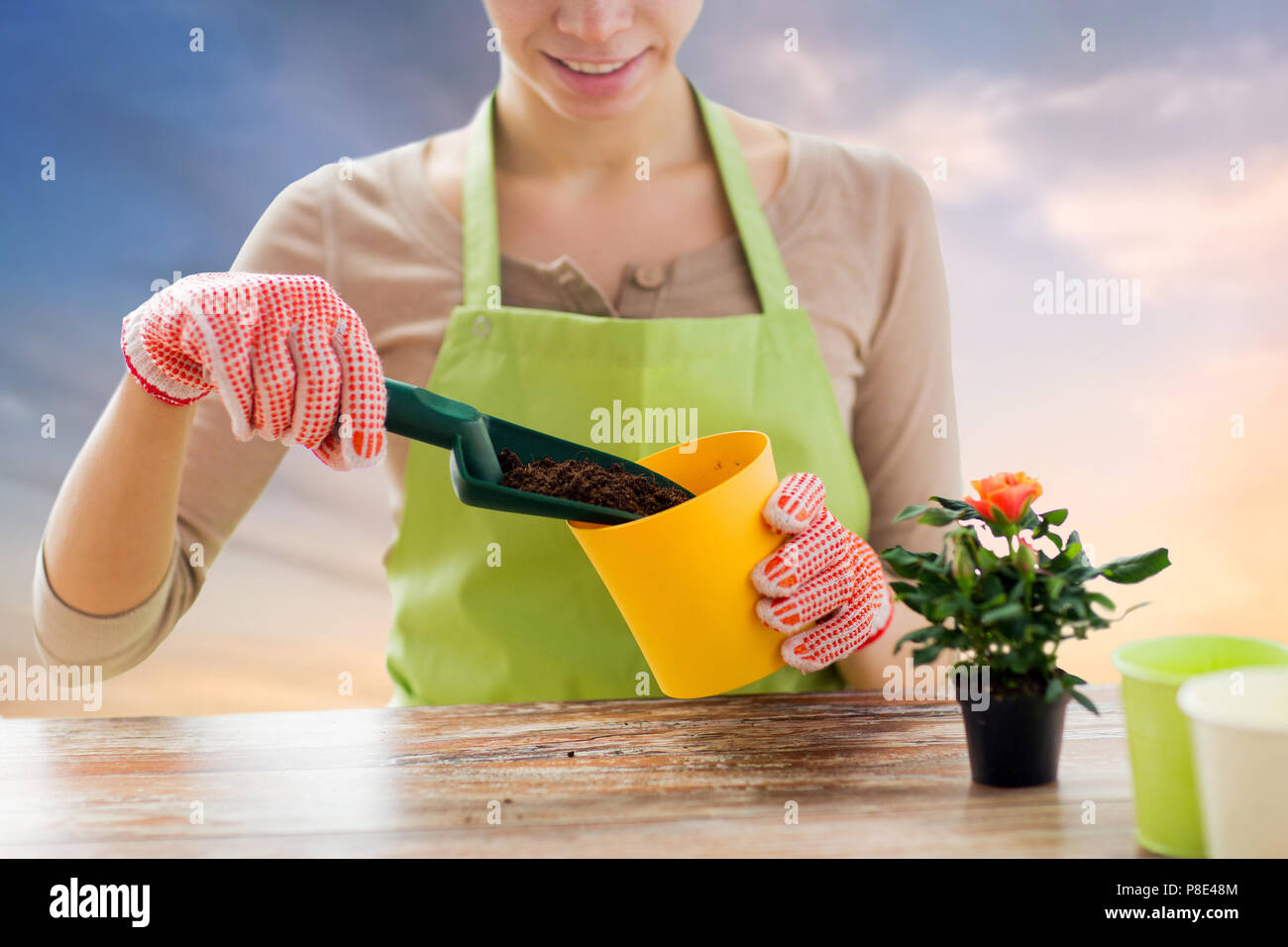 Nahaufnahme der weibliche Gärtner pflanzen Rose Blume Stockfoto