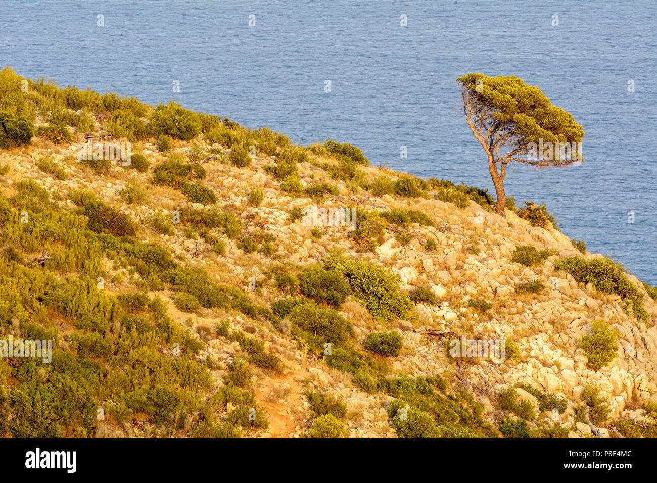 Einsamer Baum durch das Mittelmeer. Spanien Stockfoto