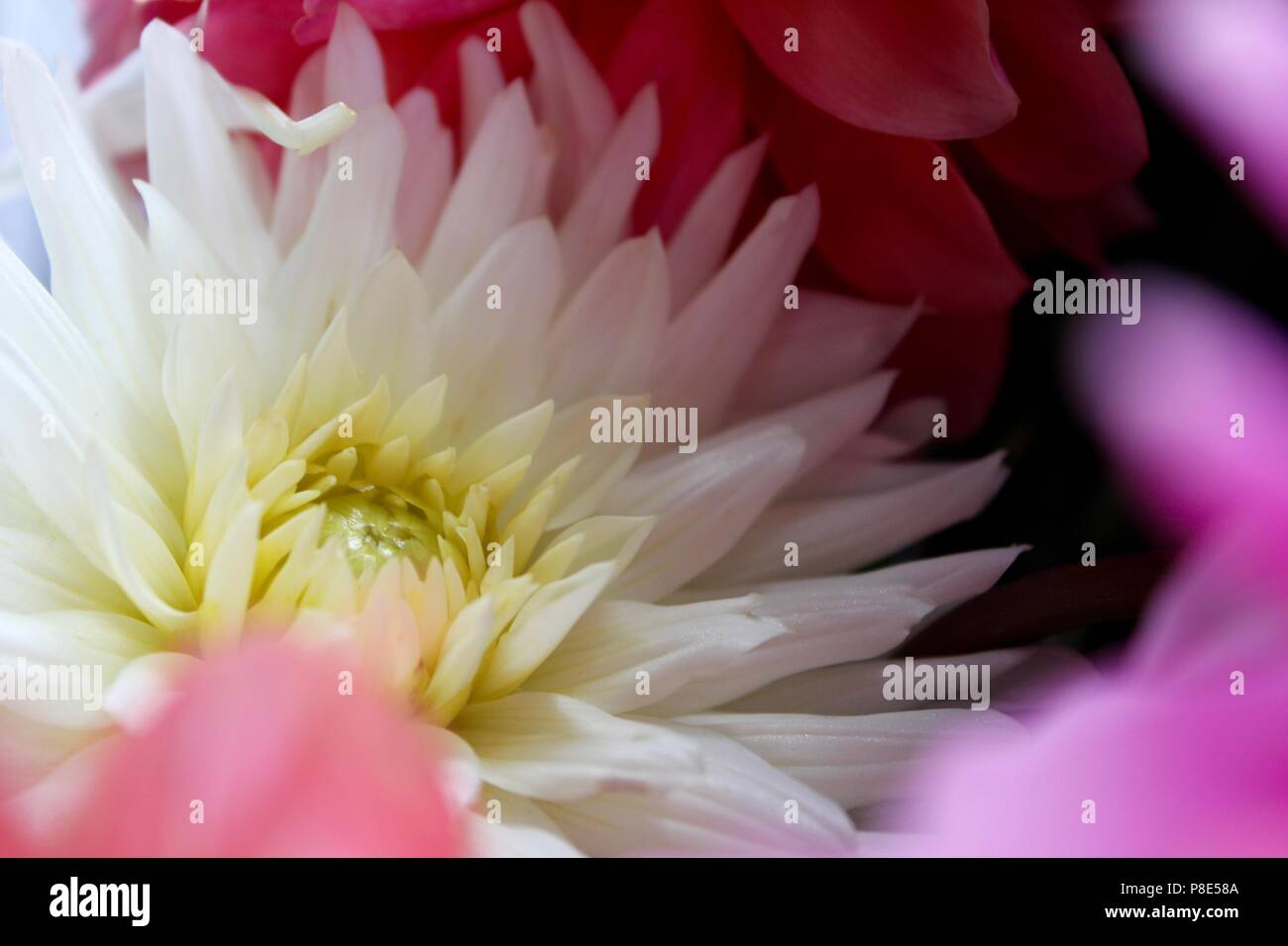 Weiche Blumen - weiß, rosa und purpur Stockfoto
