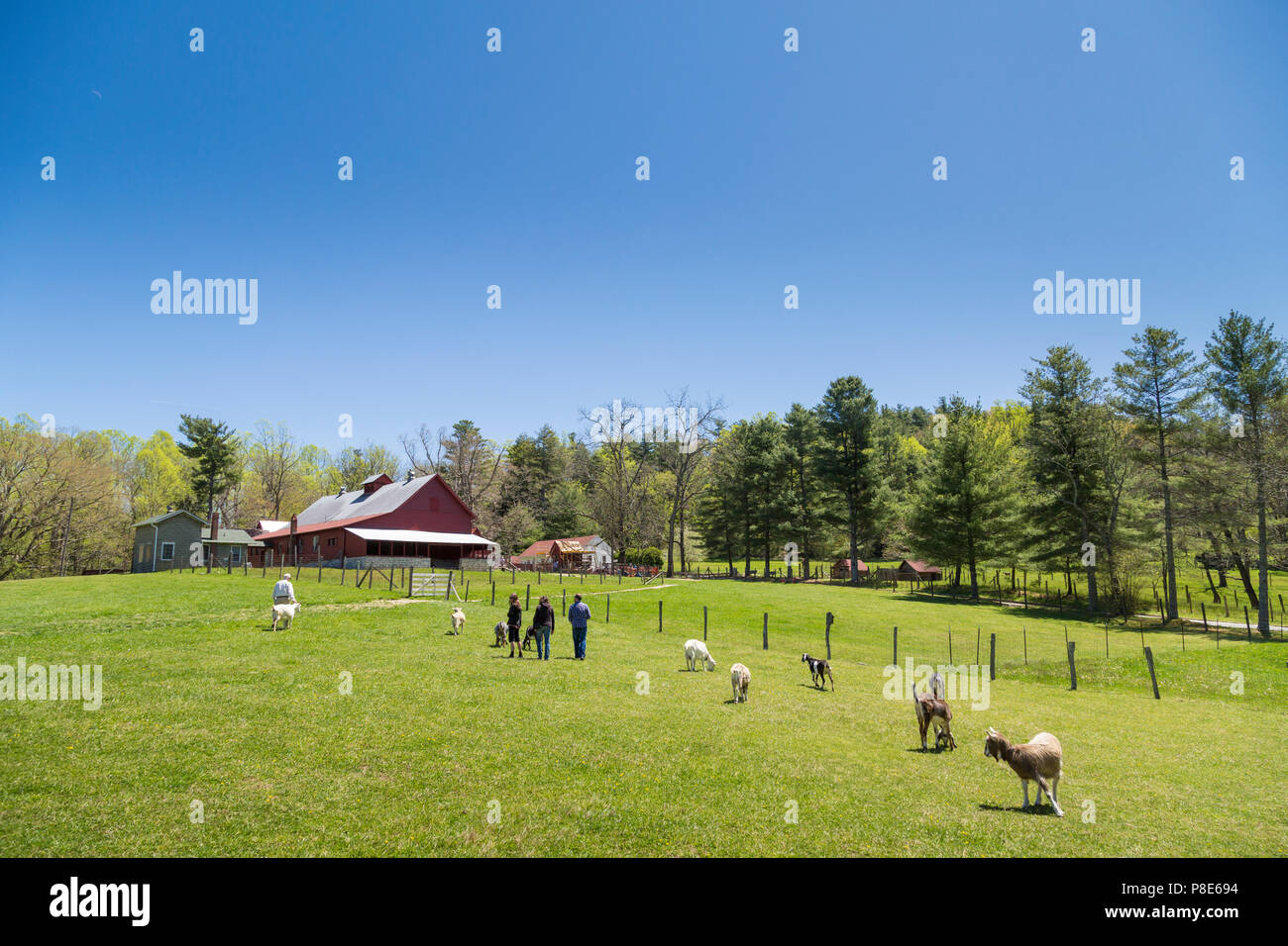 Frühling bei Carl Sandburg Ziegenfarm, ein National Historic Site, Flat Rock, North Carolina, USA Stockfoto