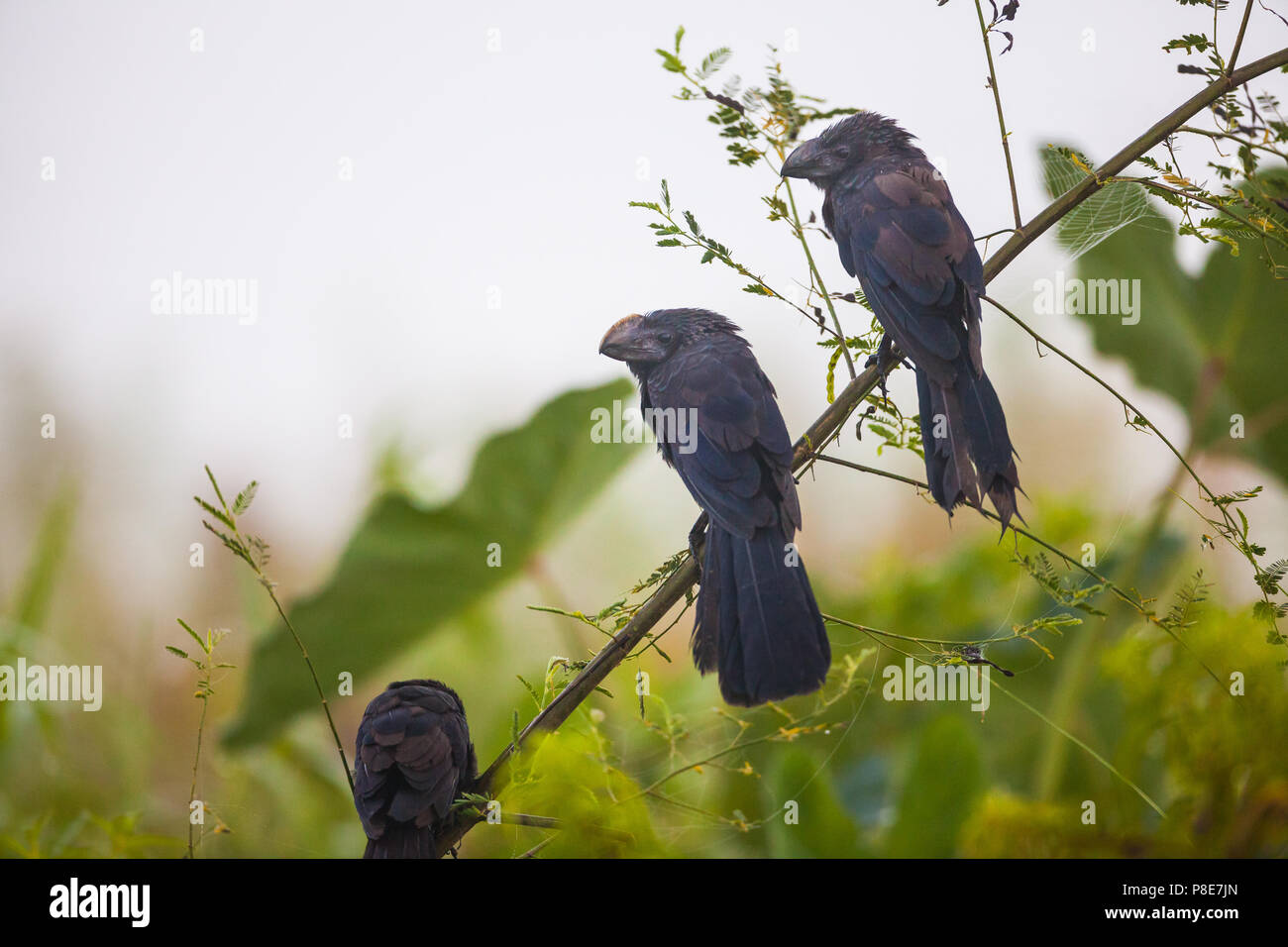 Glattschnabelani, Crotophaga Ani, auf einem Zweig in Rio Chagres, Republik Panama. Stockfoto