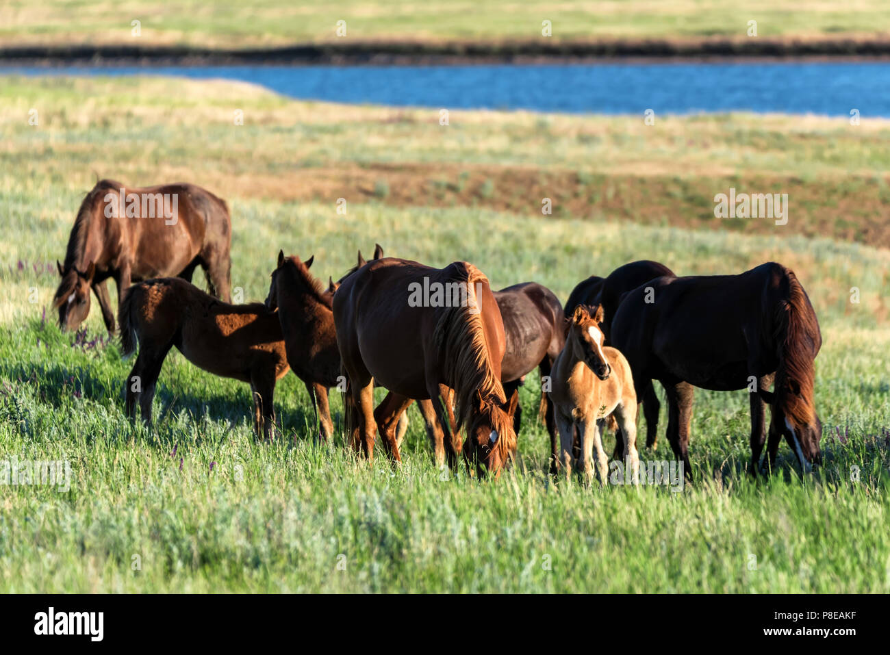 Wilde Pferde grasen im Sommer Wiese Stockfoto