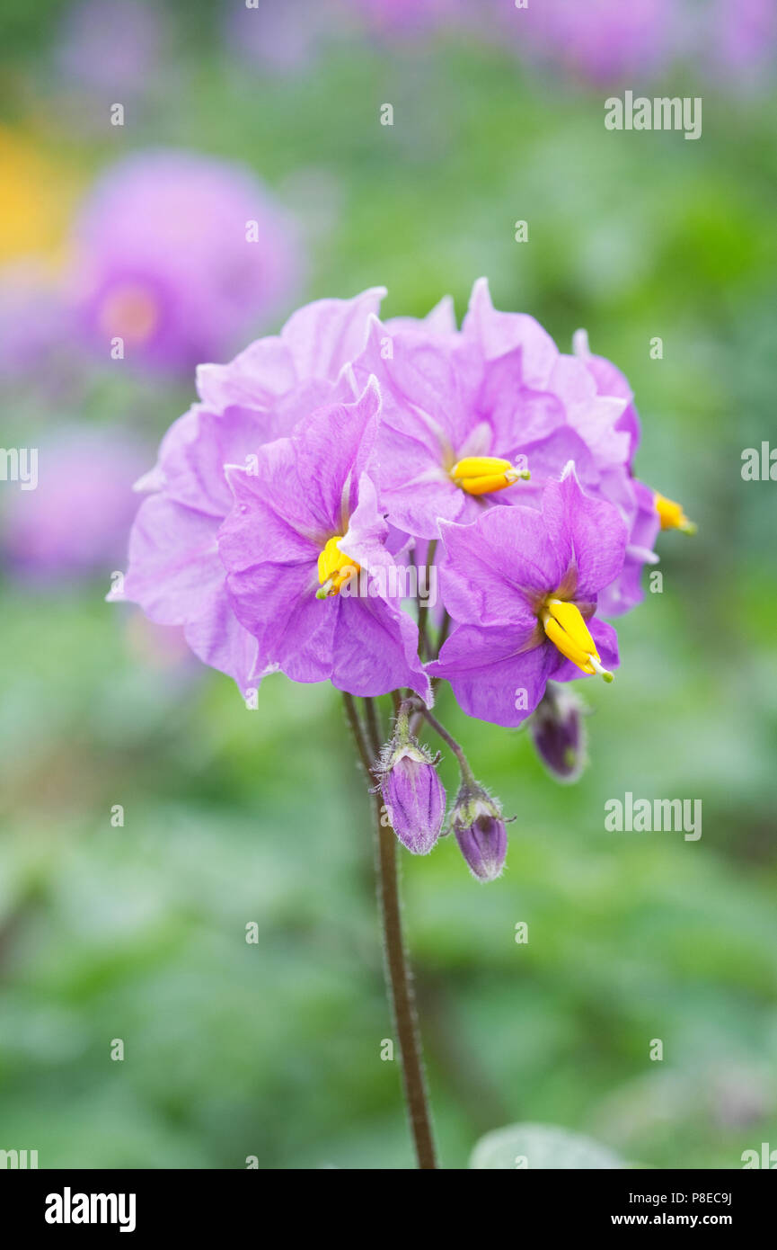Solanum tuberosum. Potato'S arpo Blaue Donau" Blumen. Stockfoto