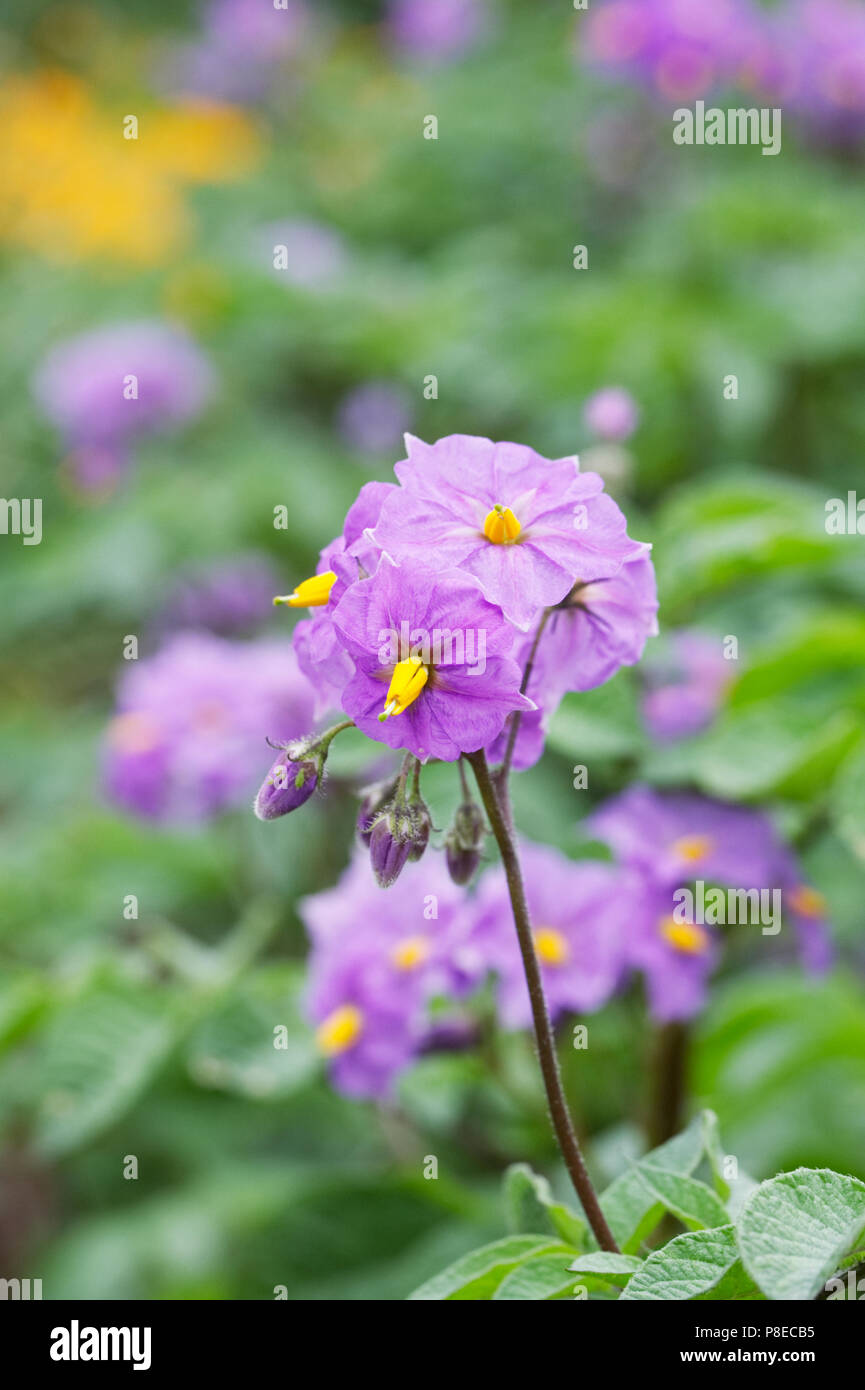 Solanum tuberosum. Potato'S arpo Blaue Donau" Blumen. Stockfoto