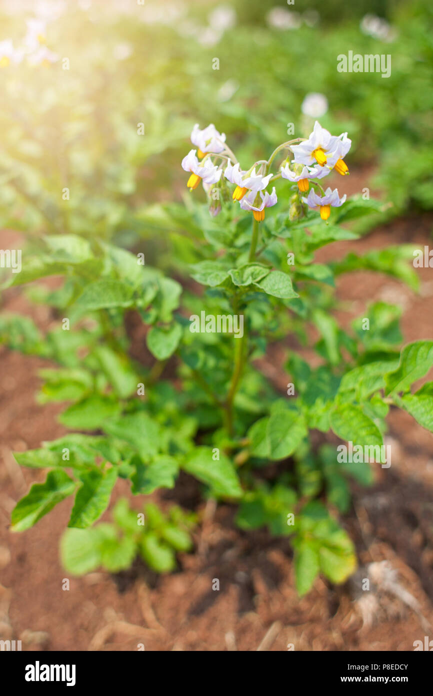 Kartoffeln wachsen im Boden, Blumen blühen Stockfoto