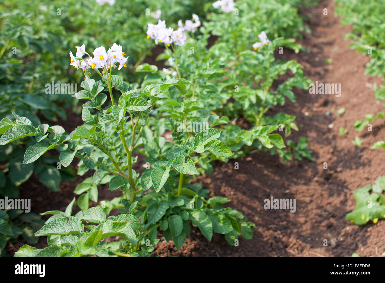 Kartoffeln wachsen im Boden, Blumen blühen Stockfoto