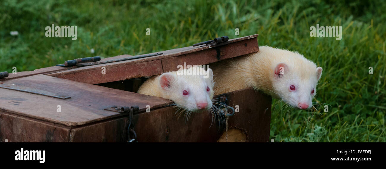 Weiß oder albino Frettchen klettern aus der Box für den Transport von Frettchen, die in Schädlingsbekämpfung sind Kaninchen zu fangen verwendet Stockfoto