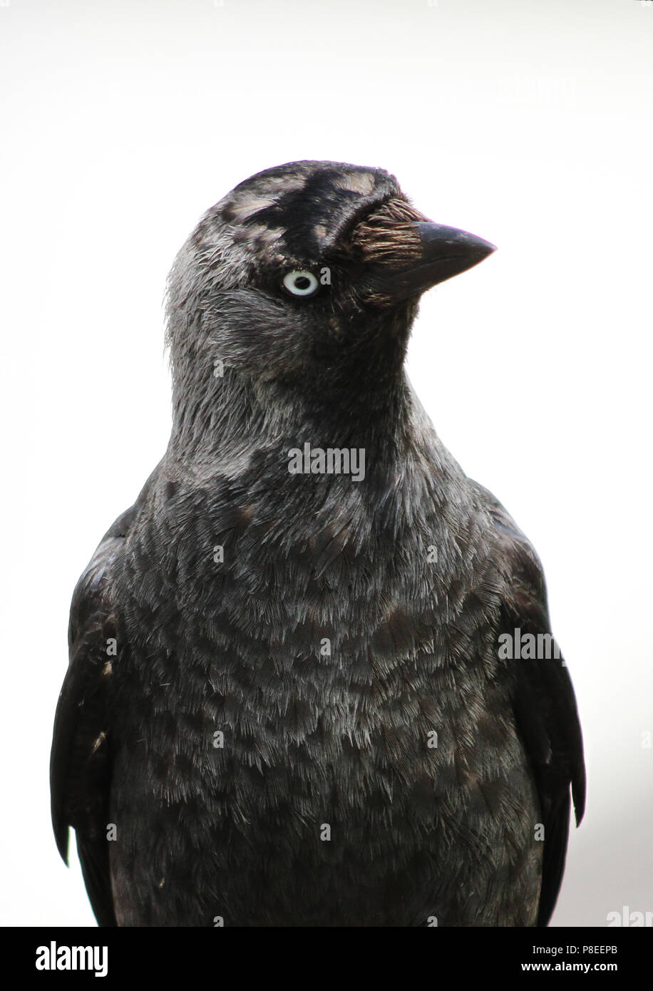 Dohle (Corvus monedula), Muster thront auf einer Struktur, Newquay, Cornwall, England, Großbritannien Stockfoto