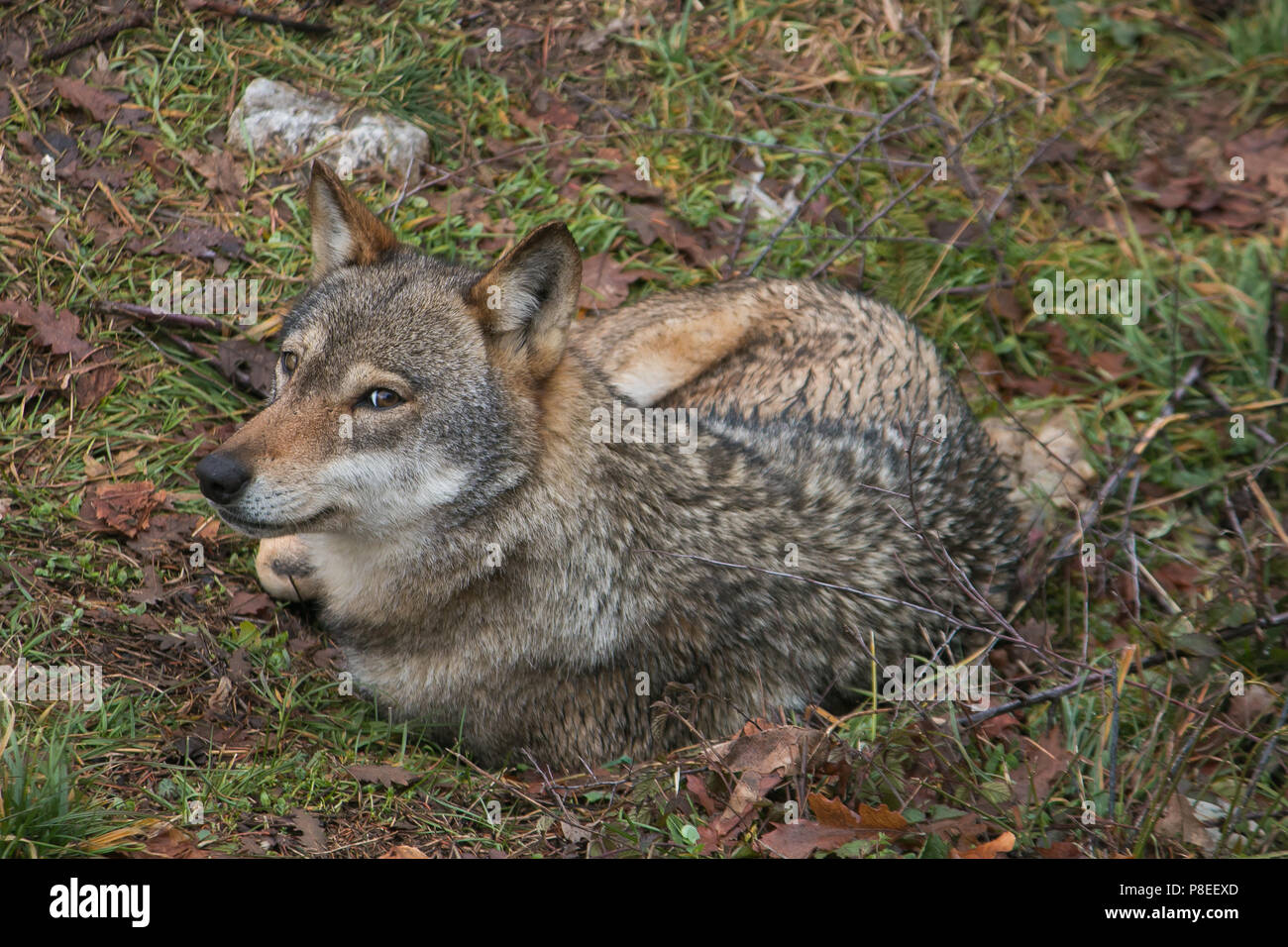 Schöne Portrait von grauer Wolf (Canis lupus) sitzen in der Wiese Stockfoto