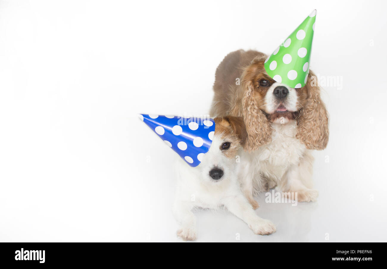Nettes Paar feiert Geburtstag und trägt einen blauen und grünen Polka Dot PAPIER HAT. Auf weissem Hintergrund. Platz für Text. Stockfoto