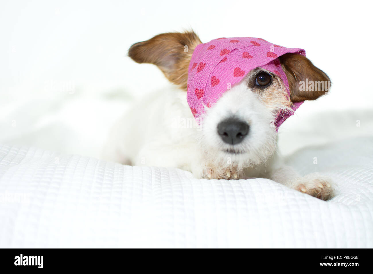 CUTE SICK JACK RUSSELL HUND MIT EINEM rosa Herzen Verband auf weißen Bett Stockfoto