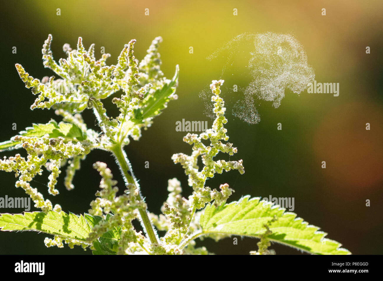 Wind Bestäubung - pollenflug durch Katapult - Brennnessel (Urtica dioica) schleudern Pollen auf einen trockenen Tag Stockfoto