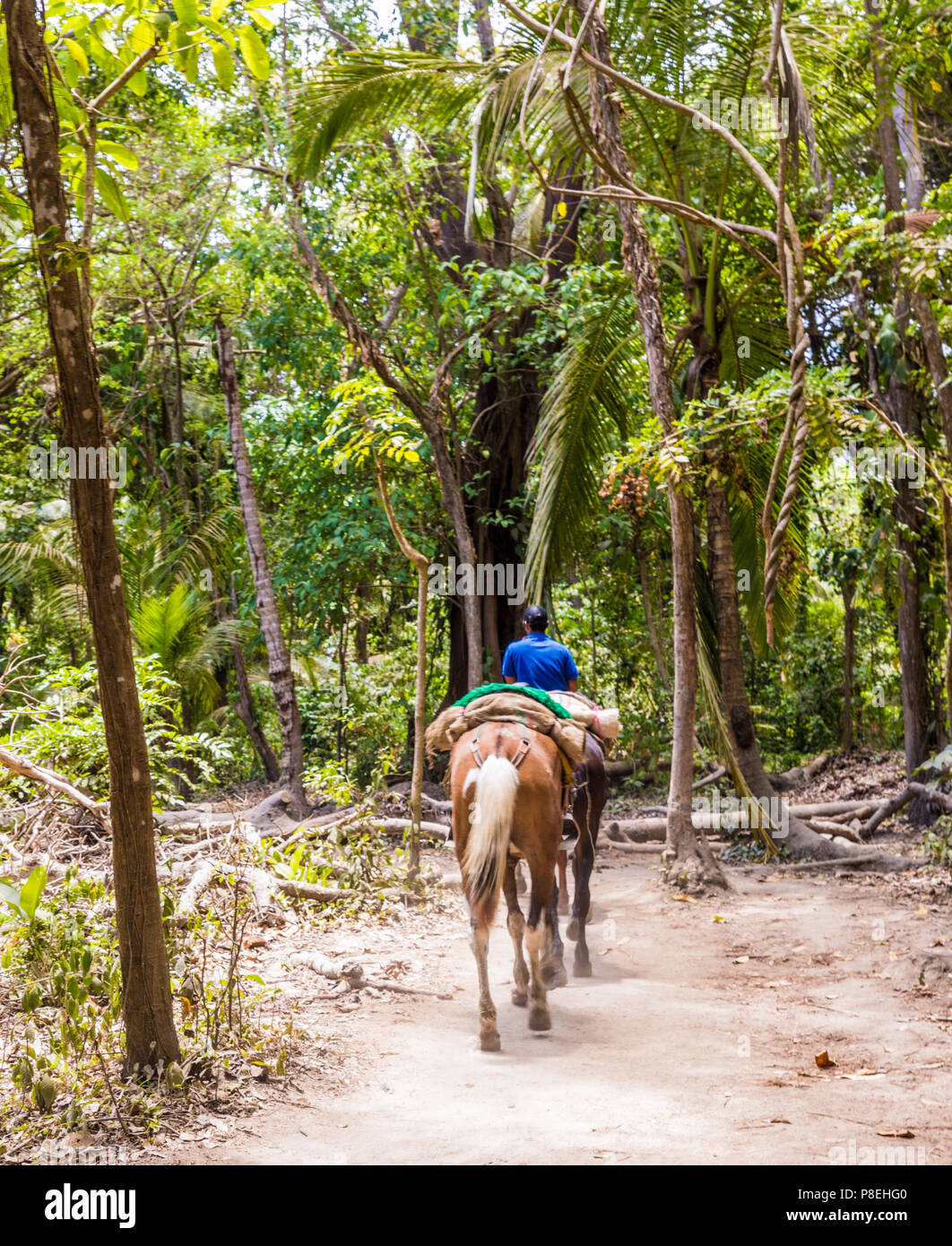 Eine Aussicht auf ein Pferd in den Tayrona Nationalpark in Santa Marta in Kolumbien Stockfoto